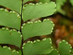 Adiantum cunninghamii. Abaxial surface of fertile frond showing oblong lamina segments attached in one corner.
 Image: L.R. Perrie © Te Papa CC BY-NC 3.0 NZ